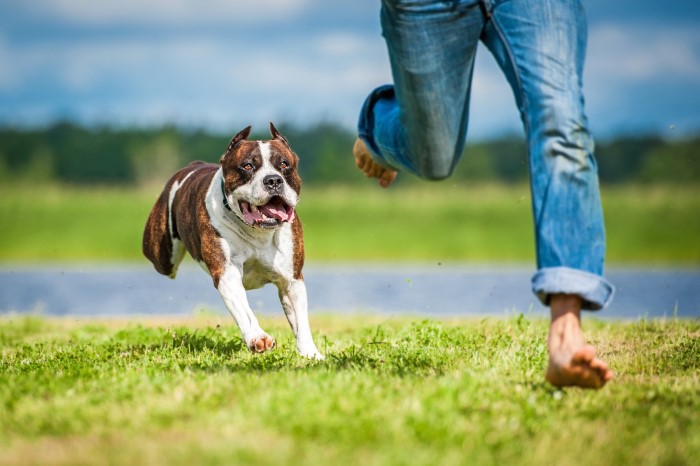 Dog Bite Incident
