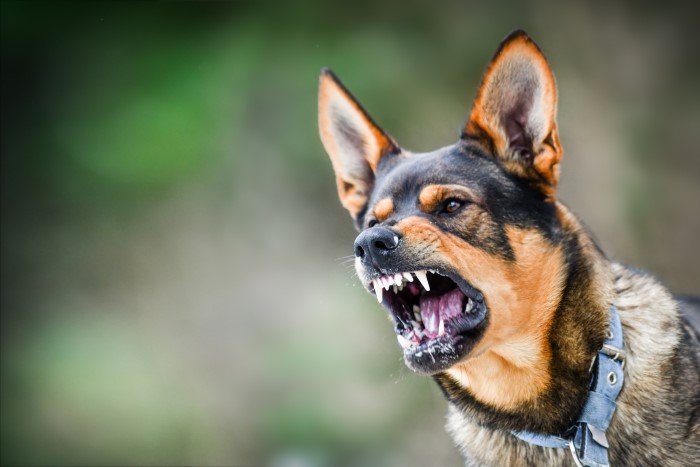 Dog Bite